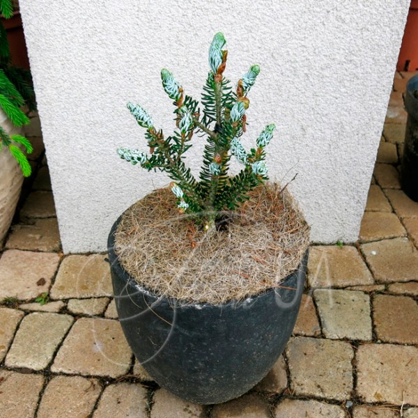 Ялиця корейська Фростей