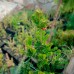 Ялиця біла Фастігіата (Abies Alba Fastigiata)