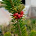 Ялиця біла Фастігіата (Abies Alba Fastigiata)