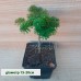 Ялиця корейська Дарк Хілл