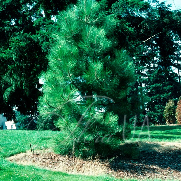 Сосна Джефрі (Pinus jeffreyi) Сосна Джефрі (Pinus jeffreyi)