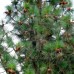 Сосна Джефрі (Pinus jeffreyi) Сосна Джефрі (Pinus jeffreyi)