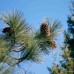 Сосна Джефрі (Pinus jeffreyi) Сосна Джефрі (Pinus jeffreyi)