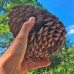Сосна Джефрі (Pinus jeffreyi) Сосна Джефрі (Pinus jeffreyi)
