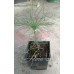 Сосна Джефрі (Pinus jeffreyi) Сосна Джефрі (Pinus jeffreyi)