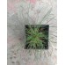 Сосна Джефрі (Pinus jeffreyi) Сосна Джефрі (Pinus jeffreyi)