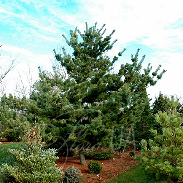 Сосна біла японська (Pinus parviflora)
