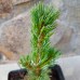 Сосна біла японська (Pinus parviflora)