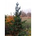 Сосна біла японська (Pinus parviflora)