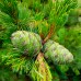 Сосна біла японська (Pinus parviflora)