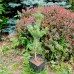 Сосна біла японська (Pinus parviflora)