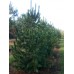 Сосна румелійська (Pinus peuce)