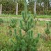 Сосна румелійська (Pinus peuce)