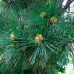 Сосна румелійська (Pinus peuce)