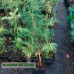 Сосна звичайна (Pinus silvestris)
