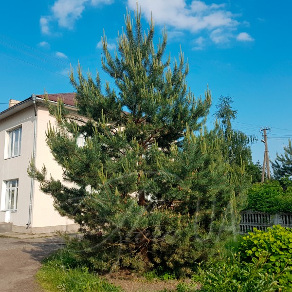 Сосна звичайна (Pinus silvestris)