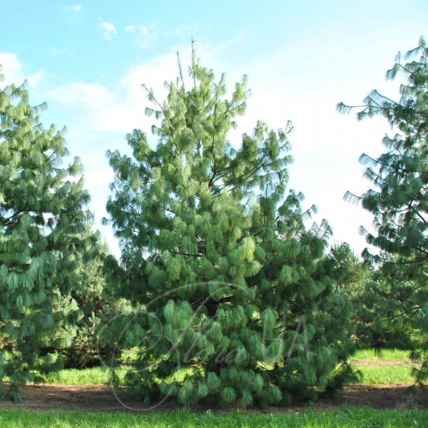 Сосна гімалайська (Pinus wallichiana) Сосна гімалайська (Pinus wallichiana)