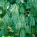 Сосна гімалайська (Pinus wallichiana) Сосна гімалайська (Pinus wallichiana)