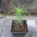 Сосна гімалайська (Pinus wallichiana) Сосна гімалайська (Pinus wallichiana)