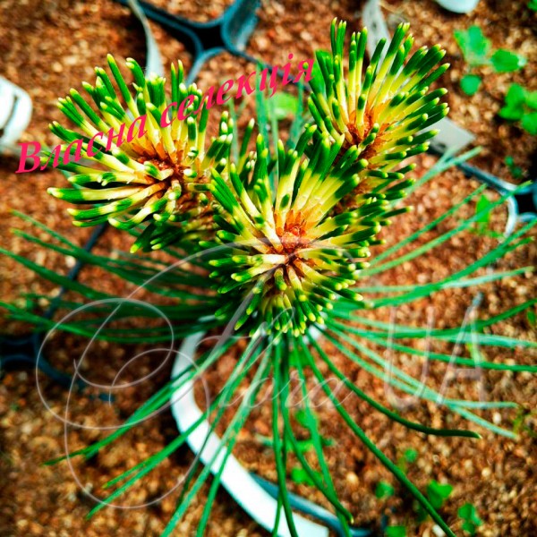 Сосна чорна Flora UA (Pinus nigra Flora UA)