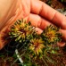 Сосна чорна Flora UA (Pinus nigra Flora UA)