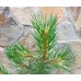 Сосна чорна Flora UA (Pinus nigra Flora UA)
