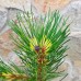 Сосна чорна Flora UA (Pinus nigra Flora UA)