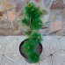 Сосна чорна Flora UA (Pinus nigra Flora UA)
