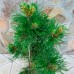 Сосна чорна Flora UA (Pinus nigra Flora UA)