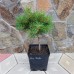 Сосна звичайна Січ (Pinus sylvestris Sich)