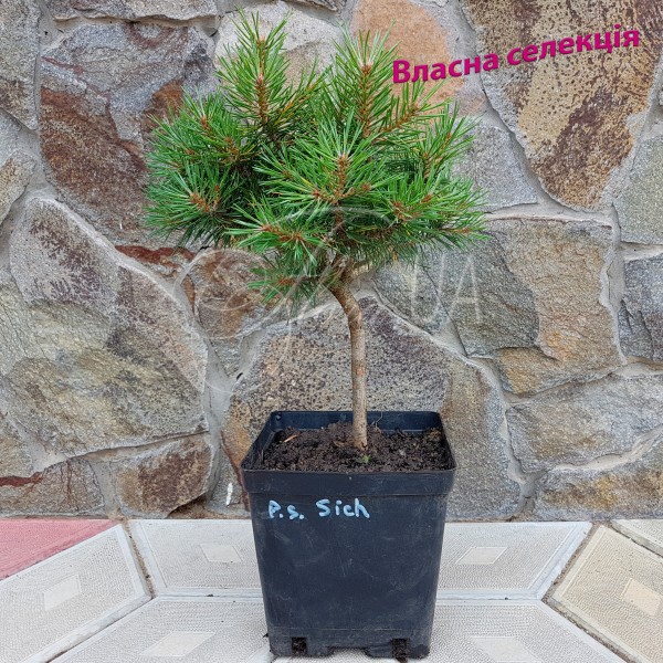 Сосна звичайна Січ (Pinus sylvestris Sich)