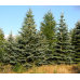 Ялина колюча (Picea pungens) Ялина колюча (Picea pungens)