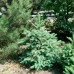 Ялина колюча (Picea pungens) Ялина колюча (Picea pungens)