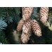 Ялина колюча (Picea pungens) Ялина колюча (Picea pungens)