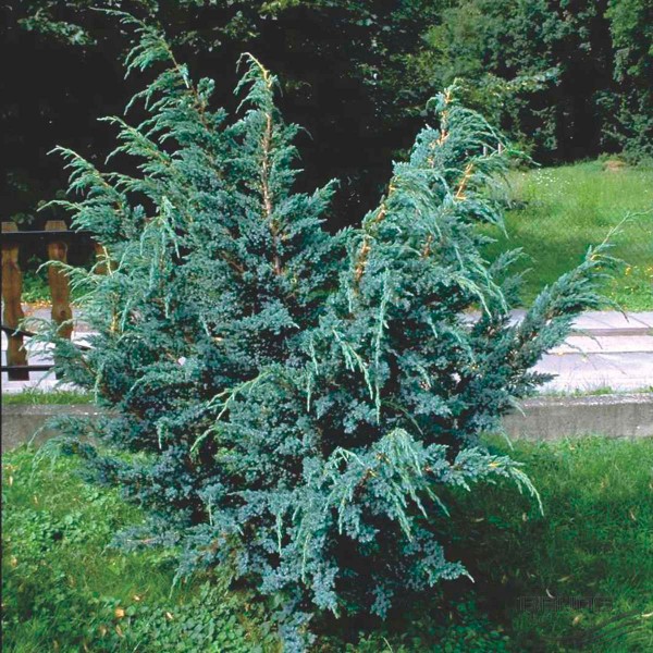 Ялівець лускатий Мейері