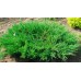 Ялівець козацький (juniperus sabina)