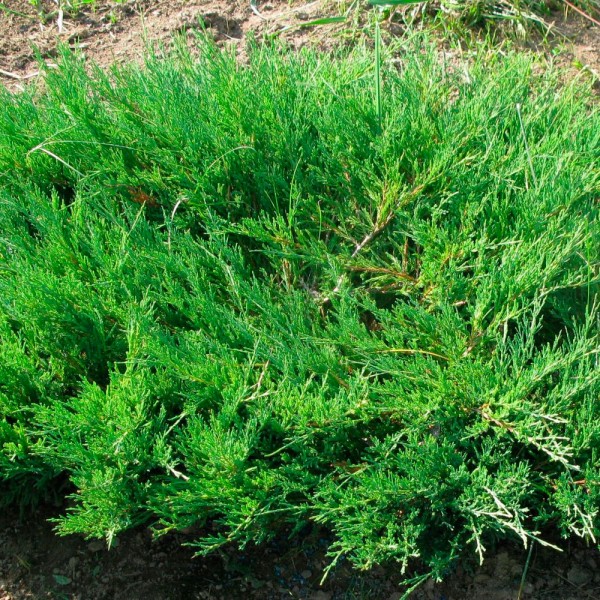 Ялівець козацький (juniperus sabina)