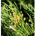 Ялівець козацький (juniperus sabina)