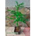Модрина європейська (Larix Decidua)
