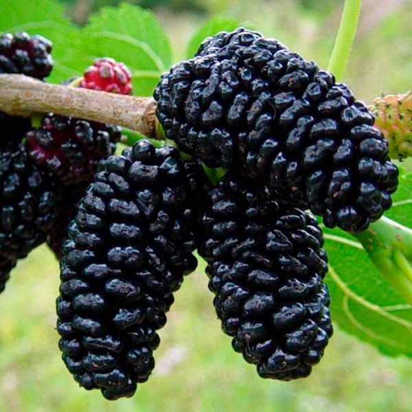 Шовковиця Геральді