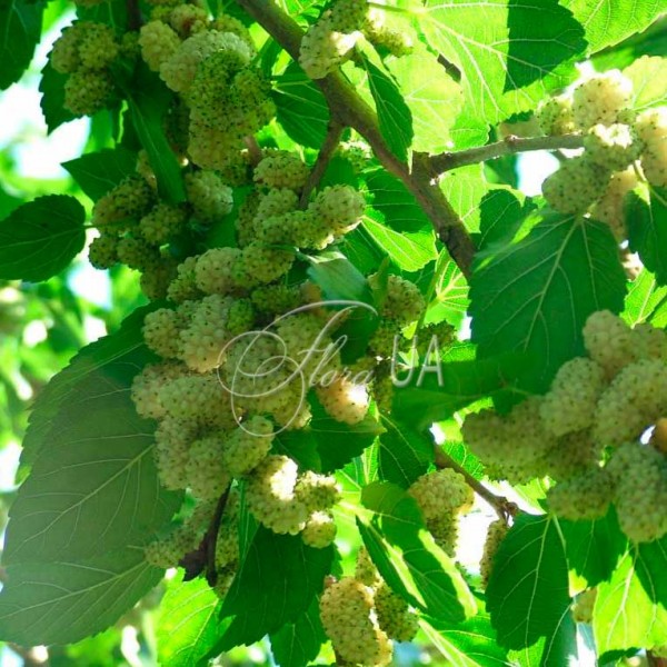 Шовковиця Медова (середній сорт, білі плоди)