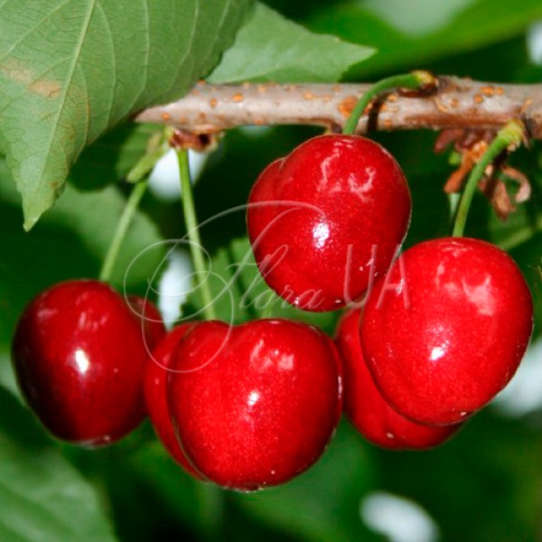 Черешня Лала Стар (пізній)