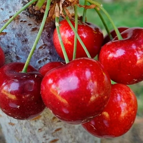 Черешня Німба (ранній) Черешня Німба (ранній)