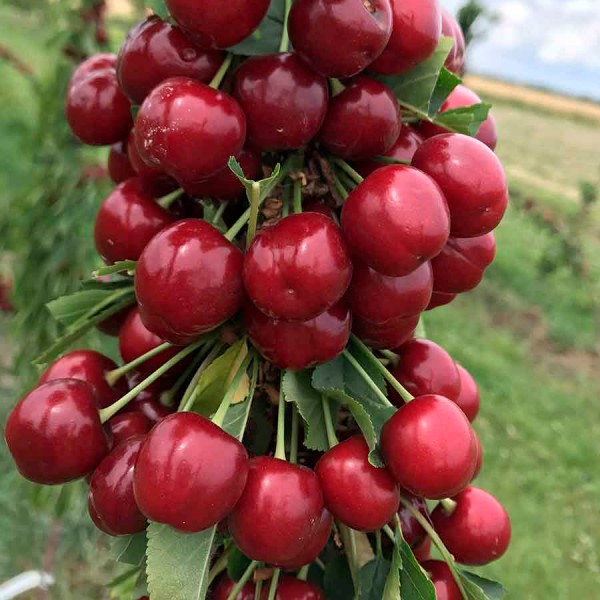 Черешня Роял Гелен (пізній)