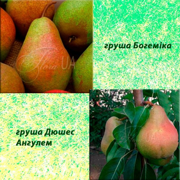 Дерево-сад груша Дюшес Ангулем (літній) + груша Богеміка (зимовий)