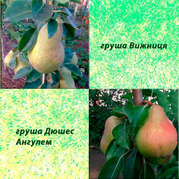 Дерево-сад груша Дюшес Ангулем (літній) + груша Вижниця (осінній)