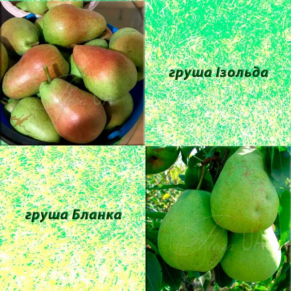 Дерево-сад груша Ізольда (літній) + груша Бланка (зимовий)