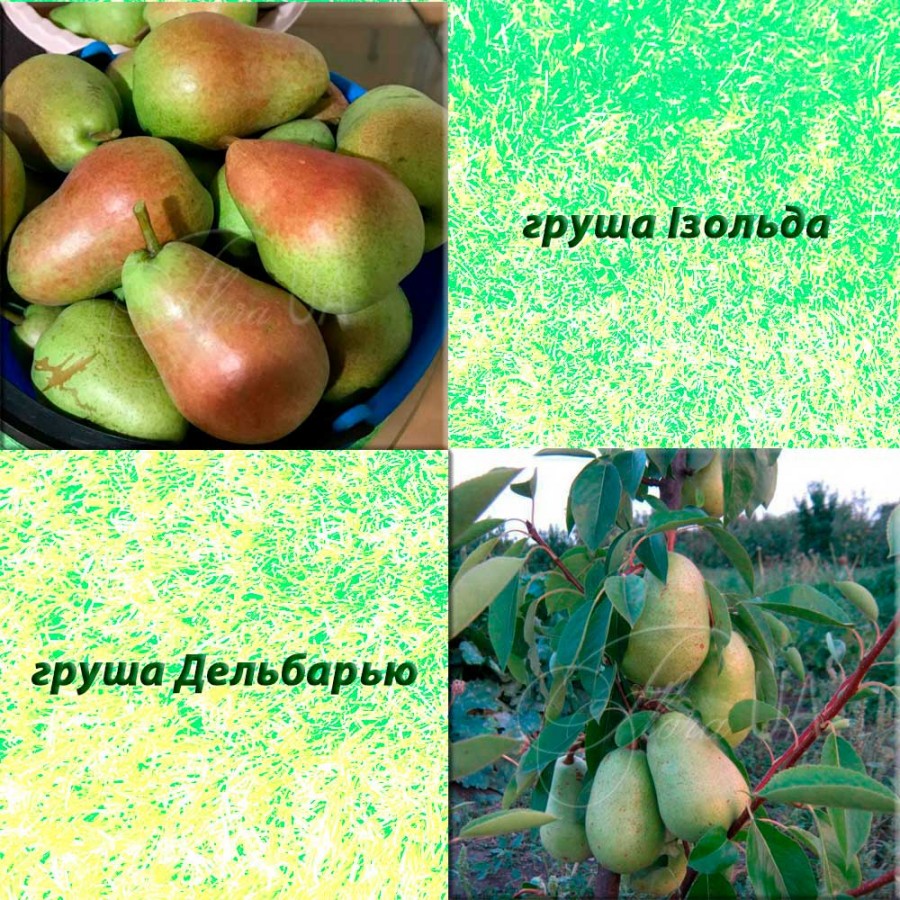 Дерево-сад груша Ізольда (літній) + груша Дельбарью (осінній)