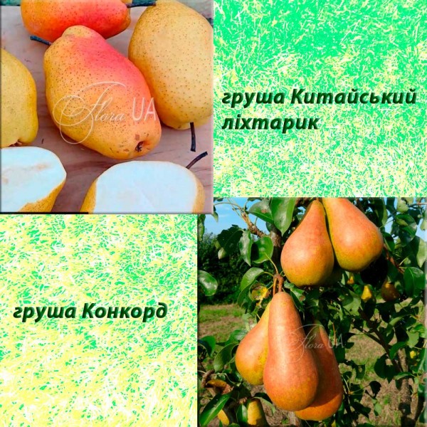 Дерево-сад груша Китайський ліхтарик (зимовий) + груша Конкорд (зимовий)