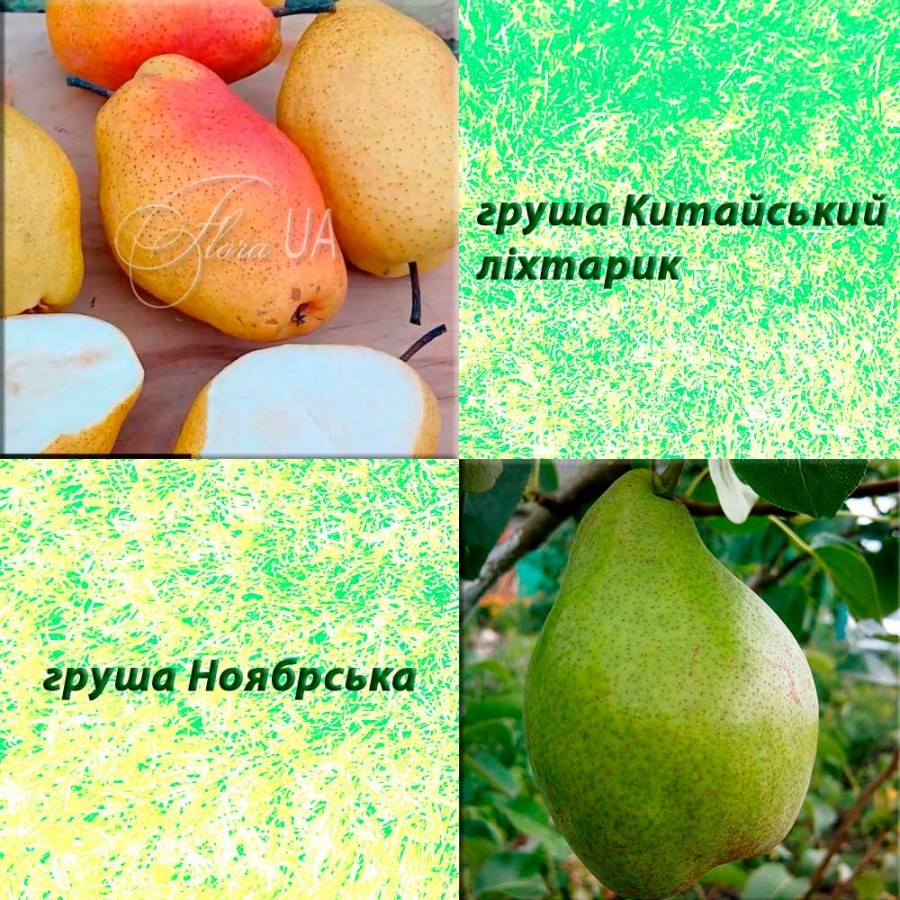Дерево-сад груша Китайський ліхтарик (зимовий) + груша Ноябрська (осінній)
